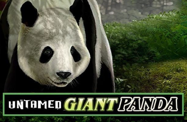 Untamed Giant Panda